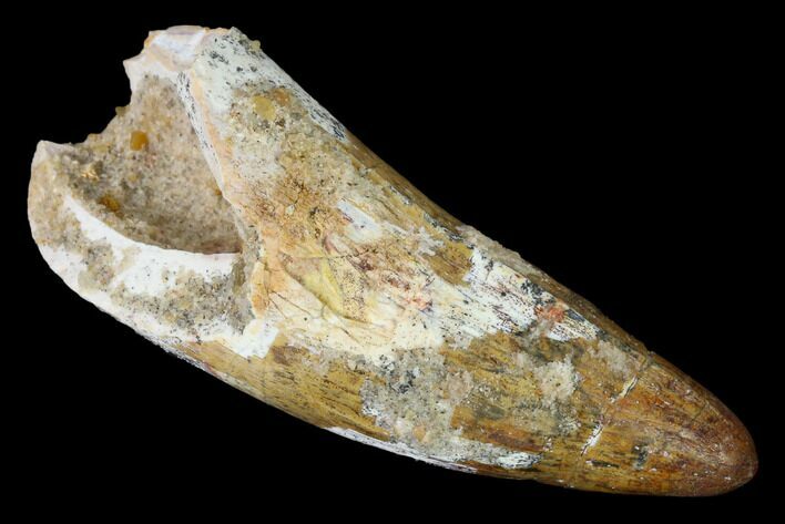 Large, Cretaceous Fossil Crocodile Tooth - Morocco #142154